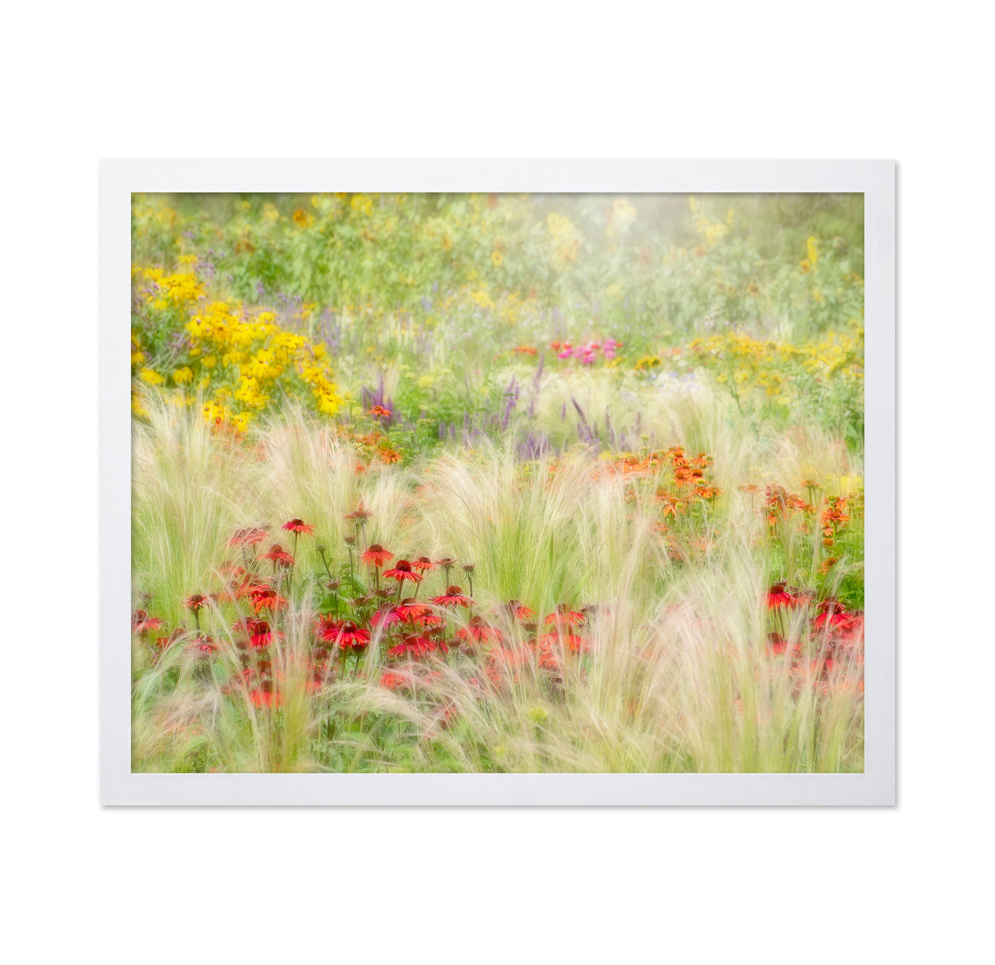 Summer Reverie
