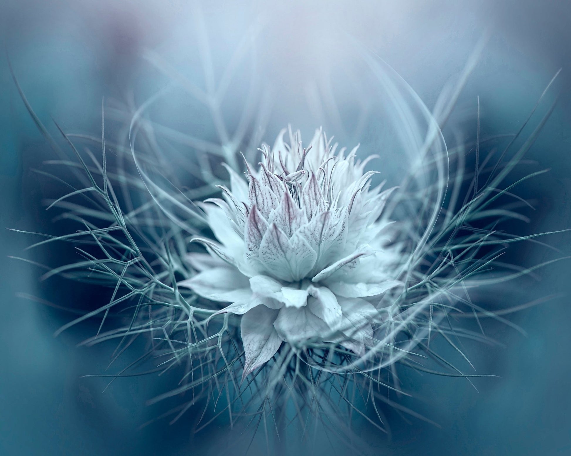 Love-in-a-mist