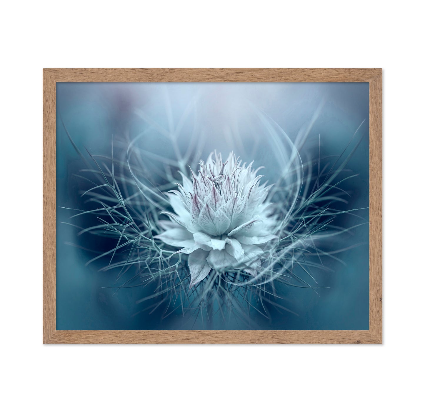 Love-in-a-mist