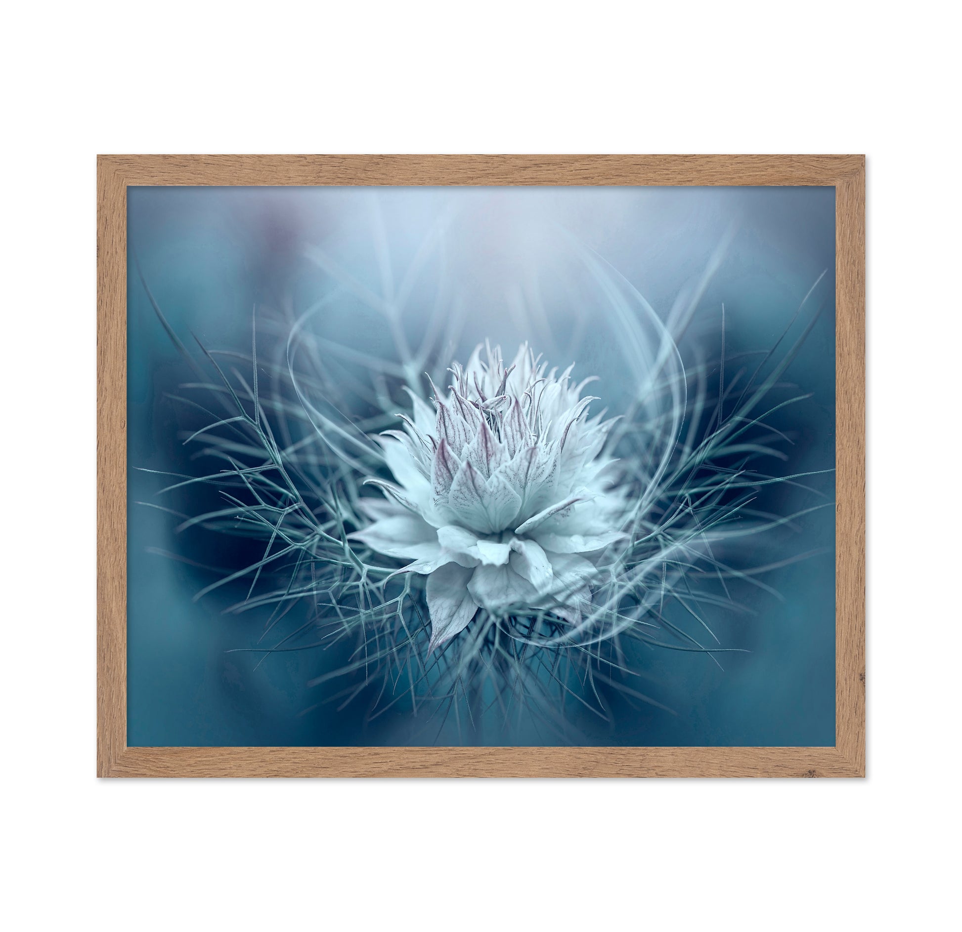 Love-in-a-mist