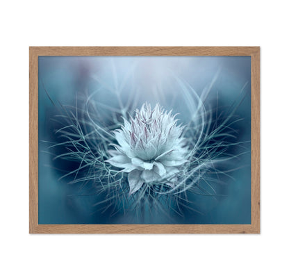 Love-in-a-mist