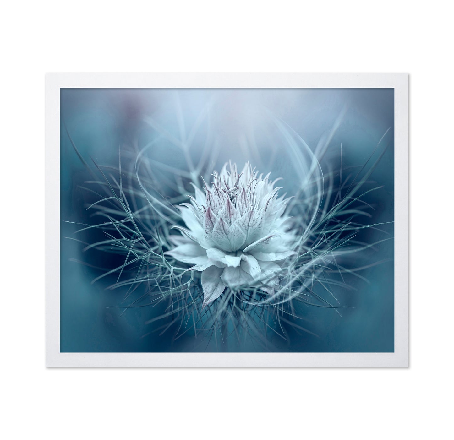 Love-in-a-mist