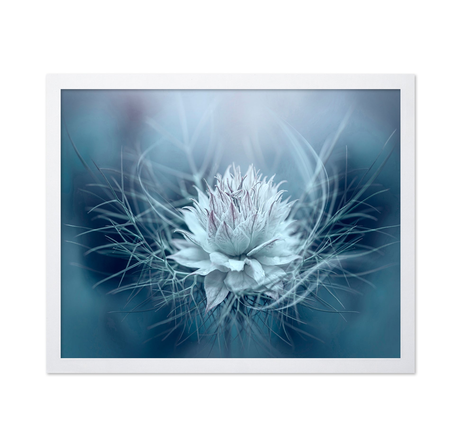 Love-in-a-mist