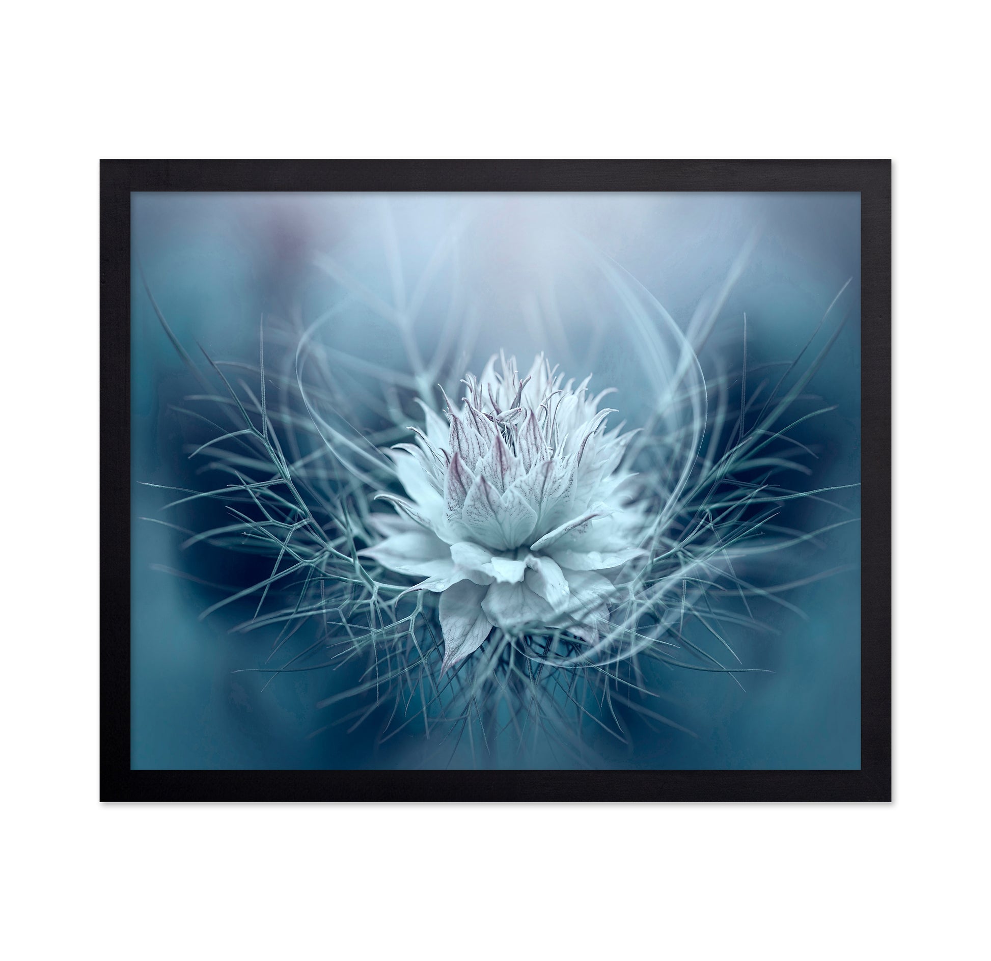 Love-in-a-mist