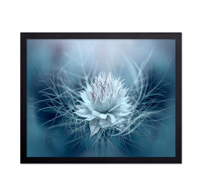 Love-in-a-mist