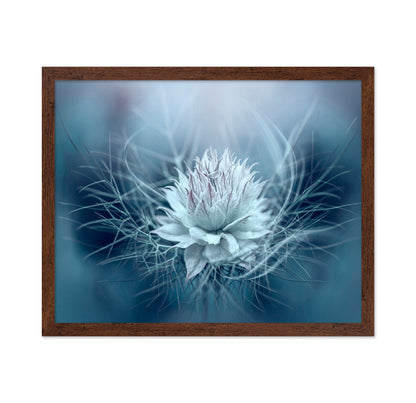 Love-in-a-mist