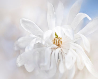 Magnolia Stellarta