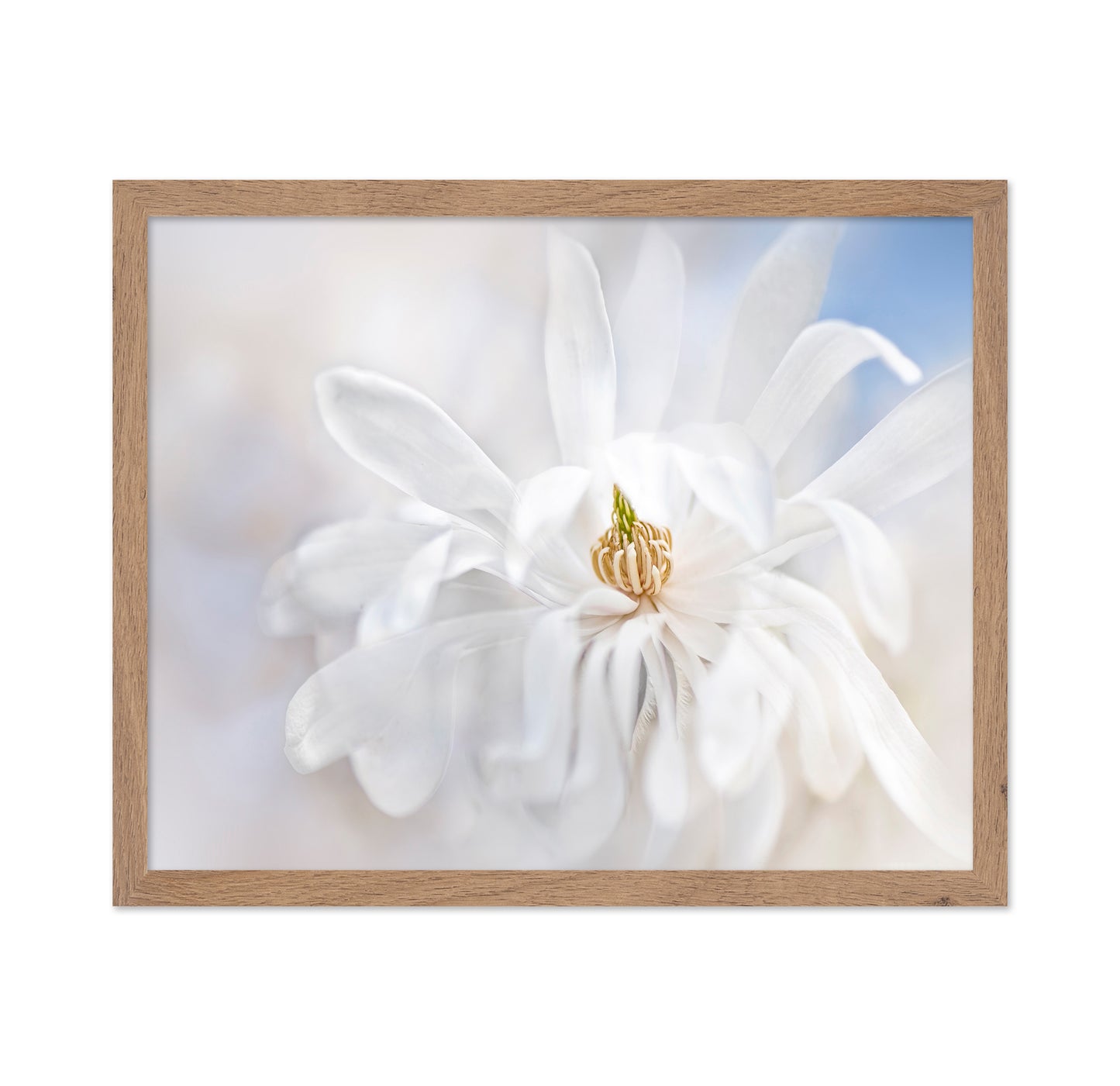Magnolia Stellarta