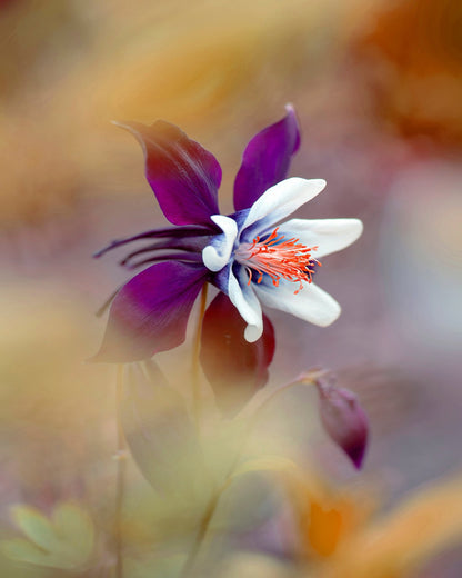 Columbine