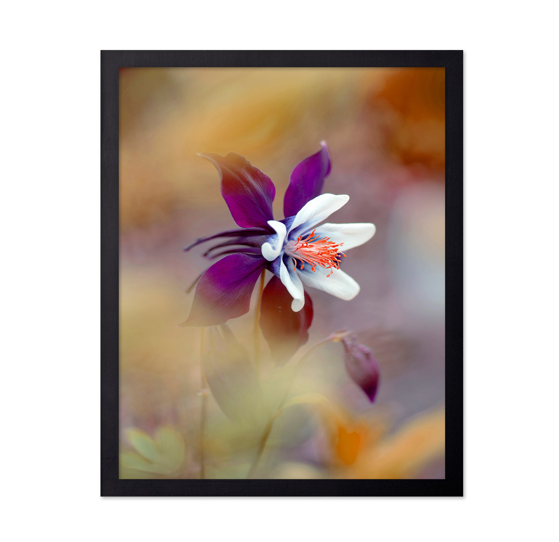 Columbine