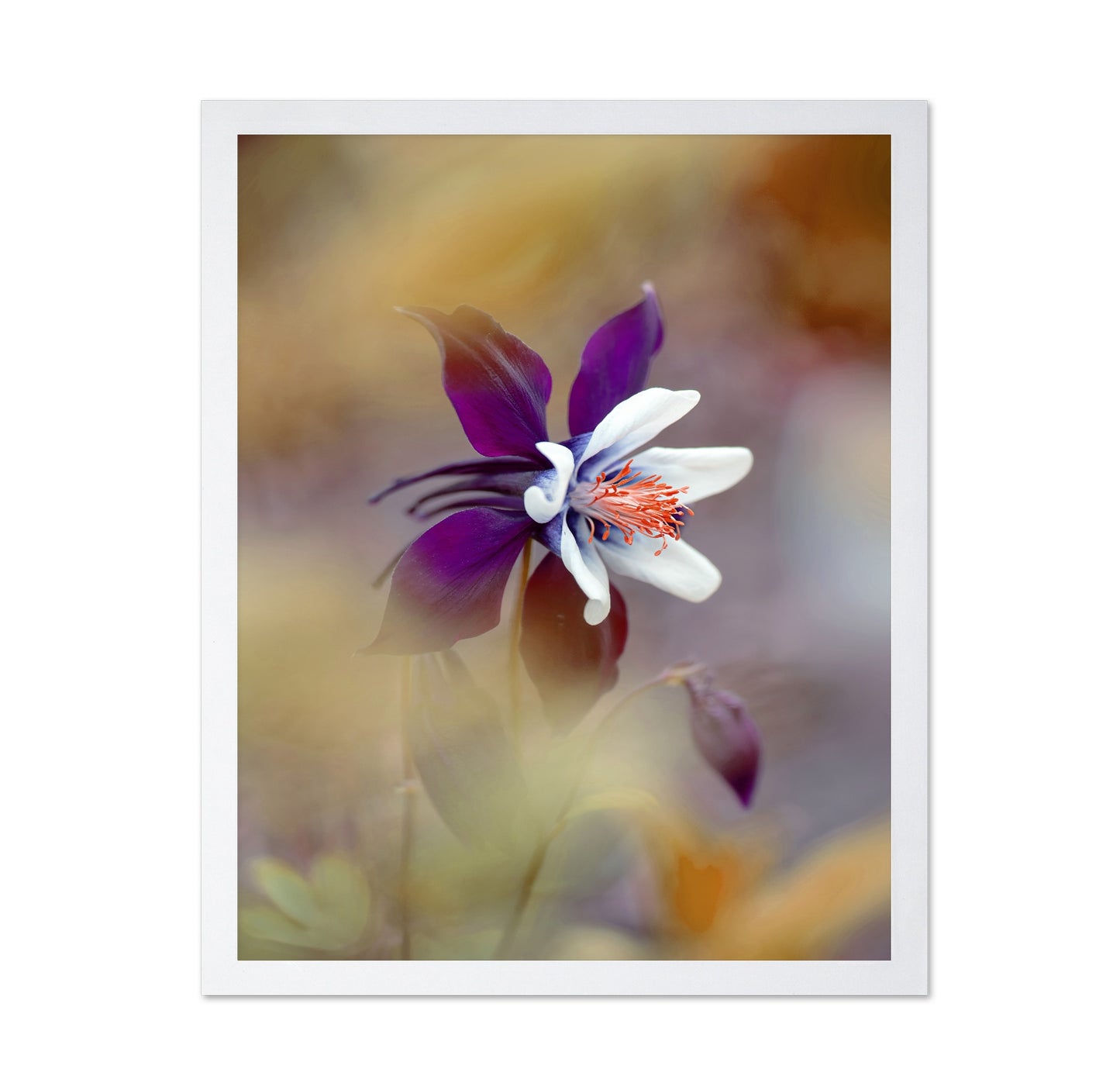 Columbine