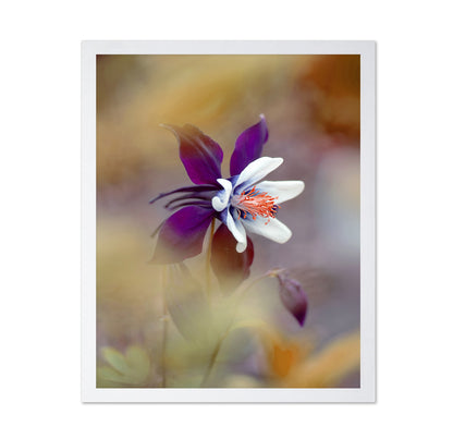 Columbine