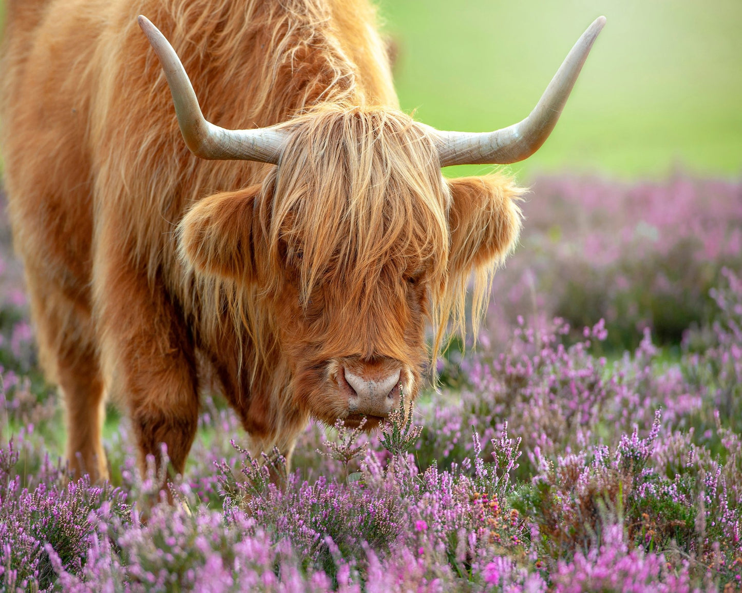 Highland in Heather