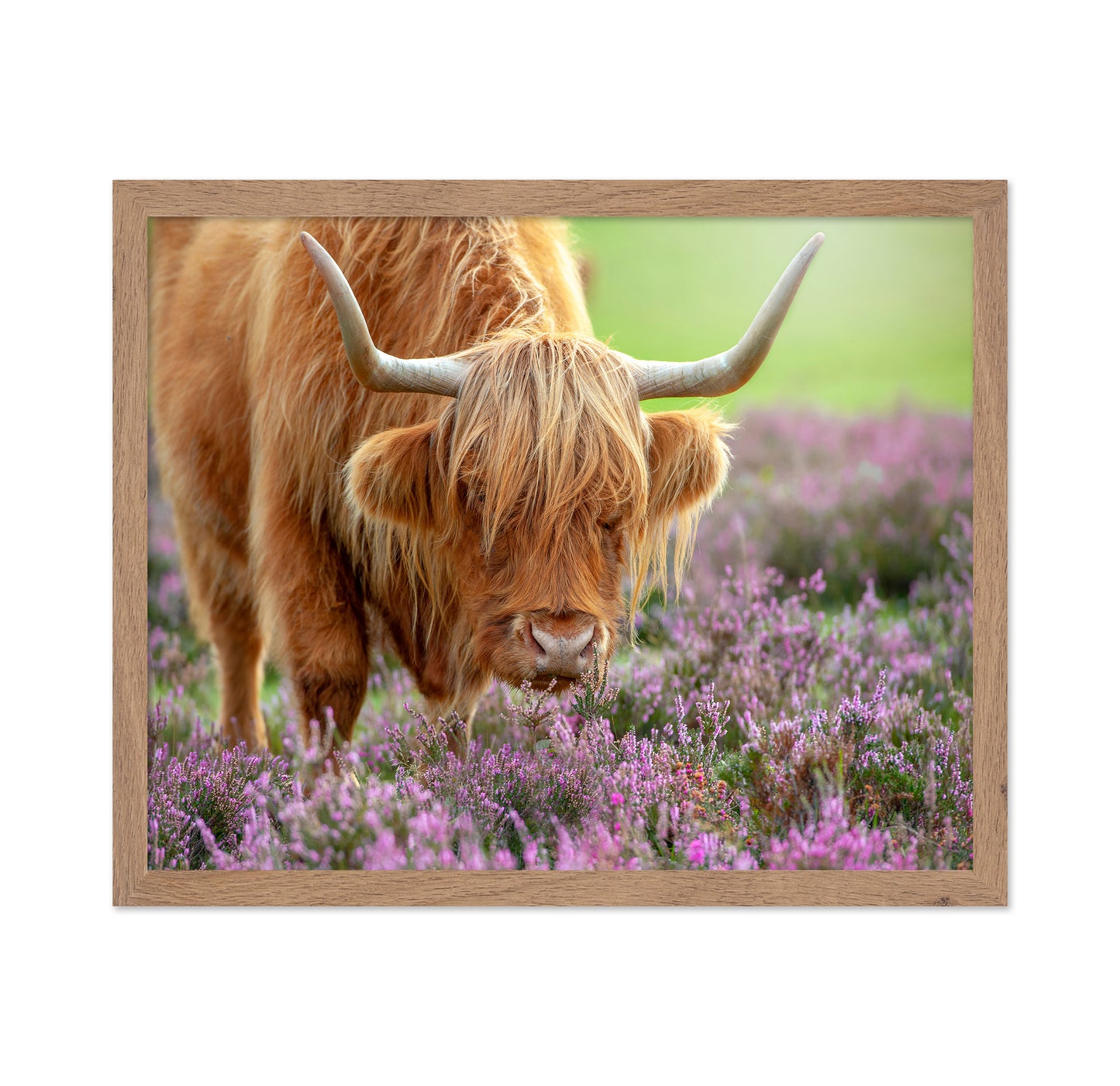 Highland in Heather