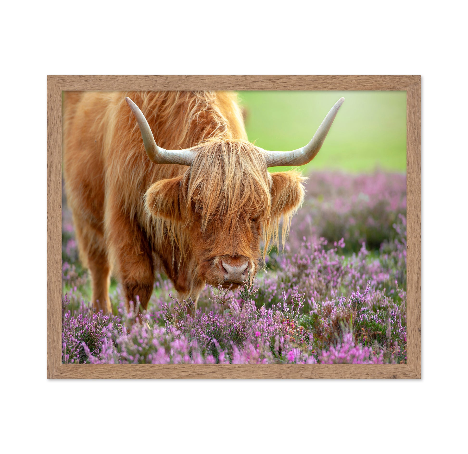 Highland in Heather