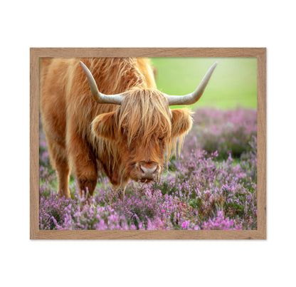 Highland in Heather