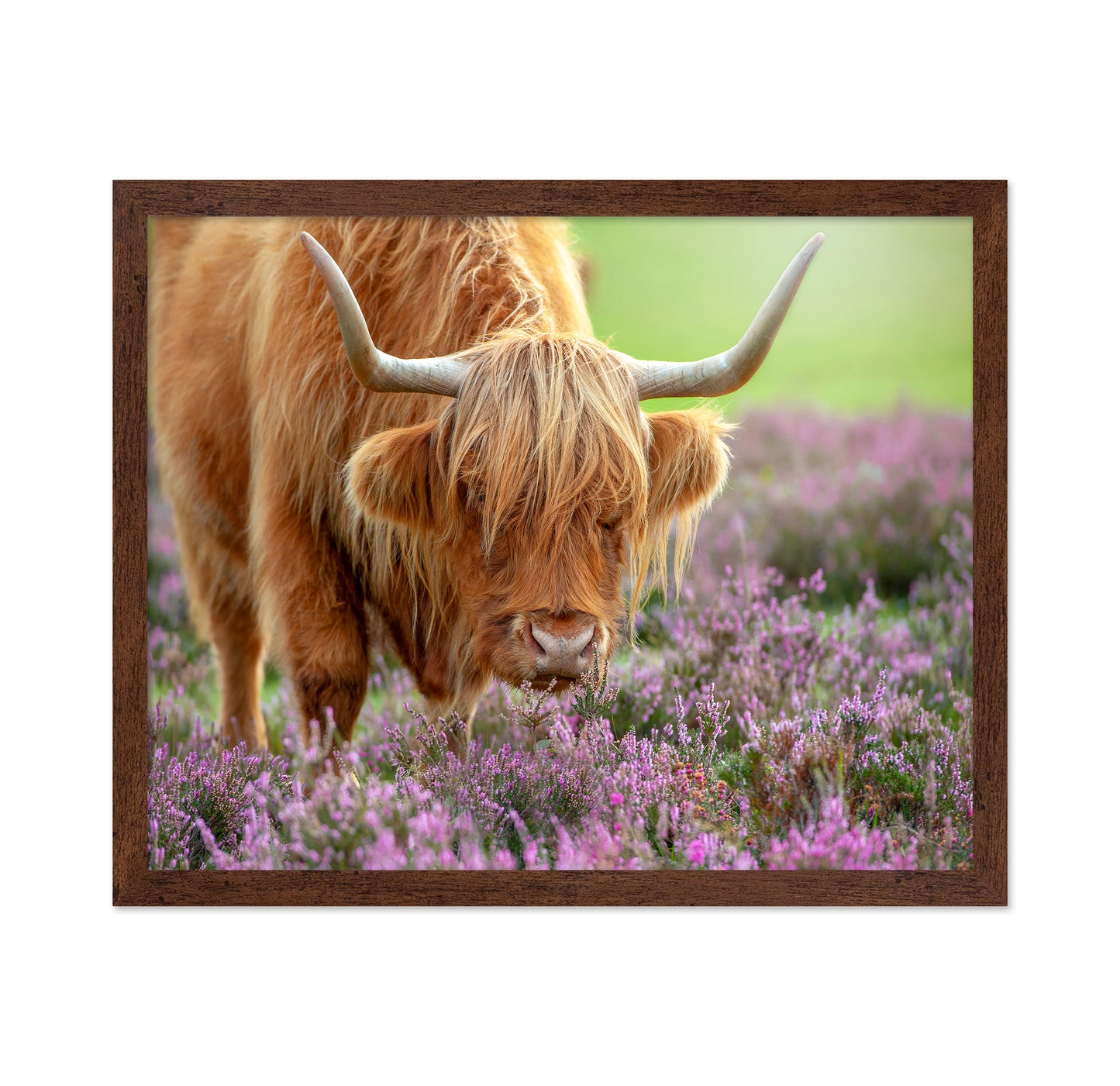 Highland in Heather