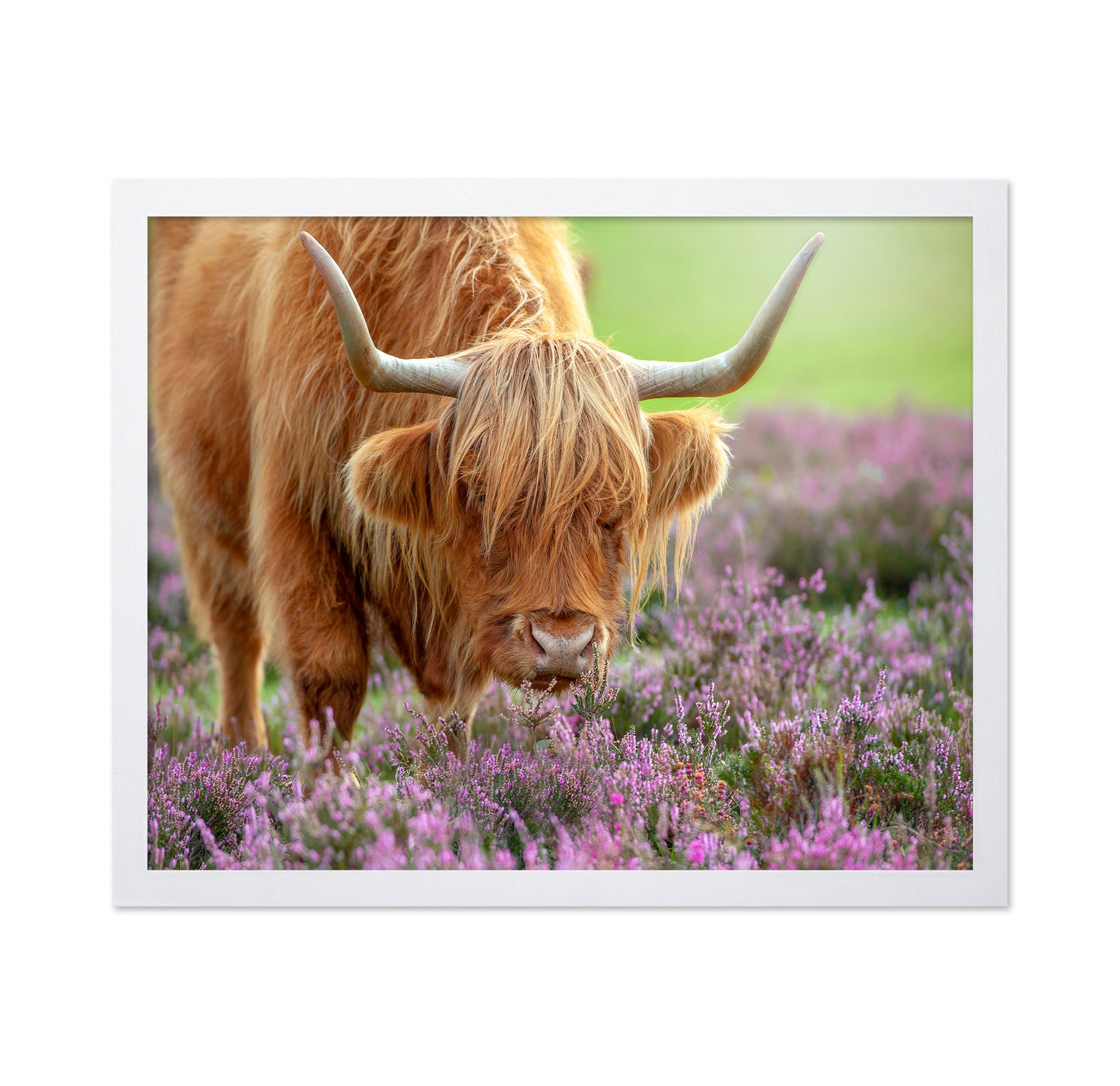 Highland in Heather