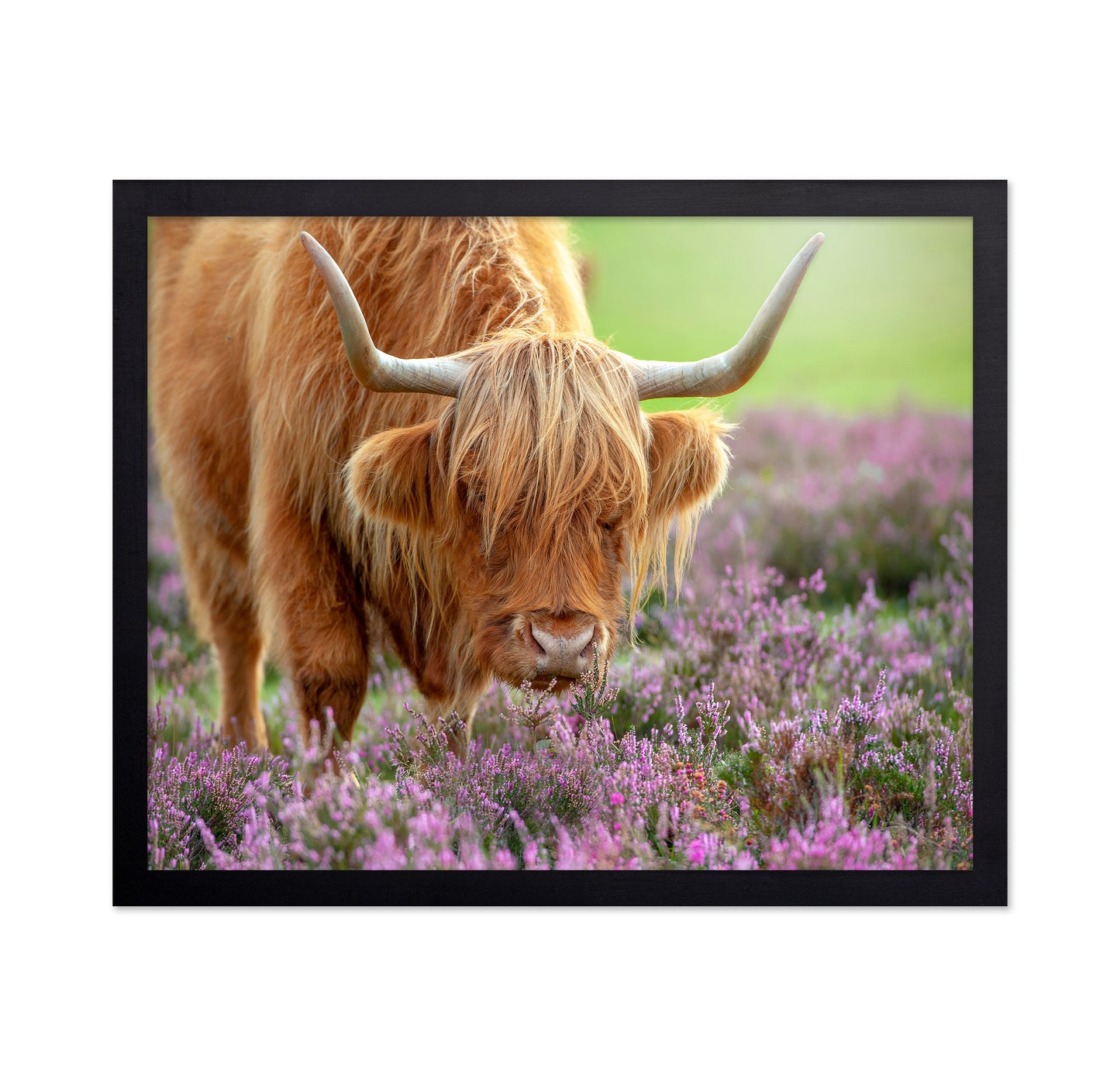 Highland in Heather