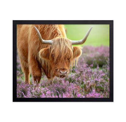 Highland in Heather