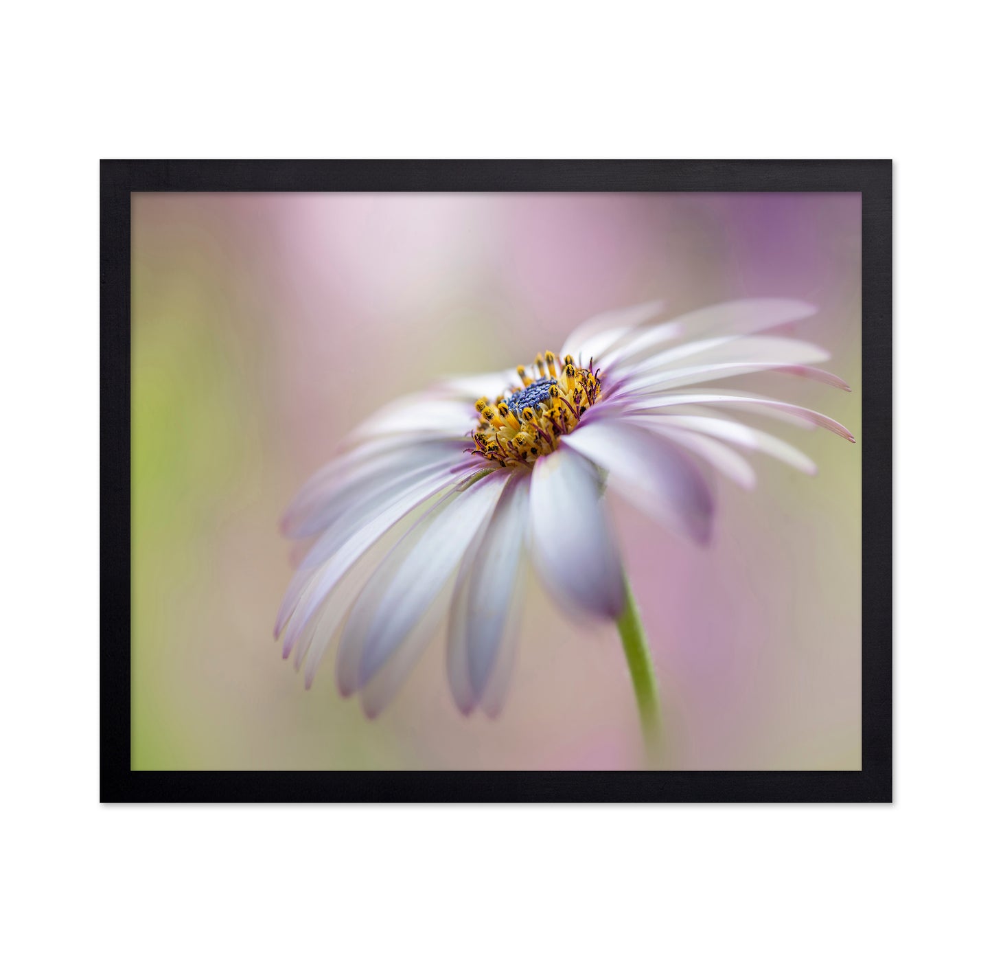 Cape Daisy