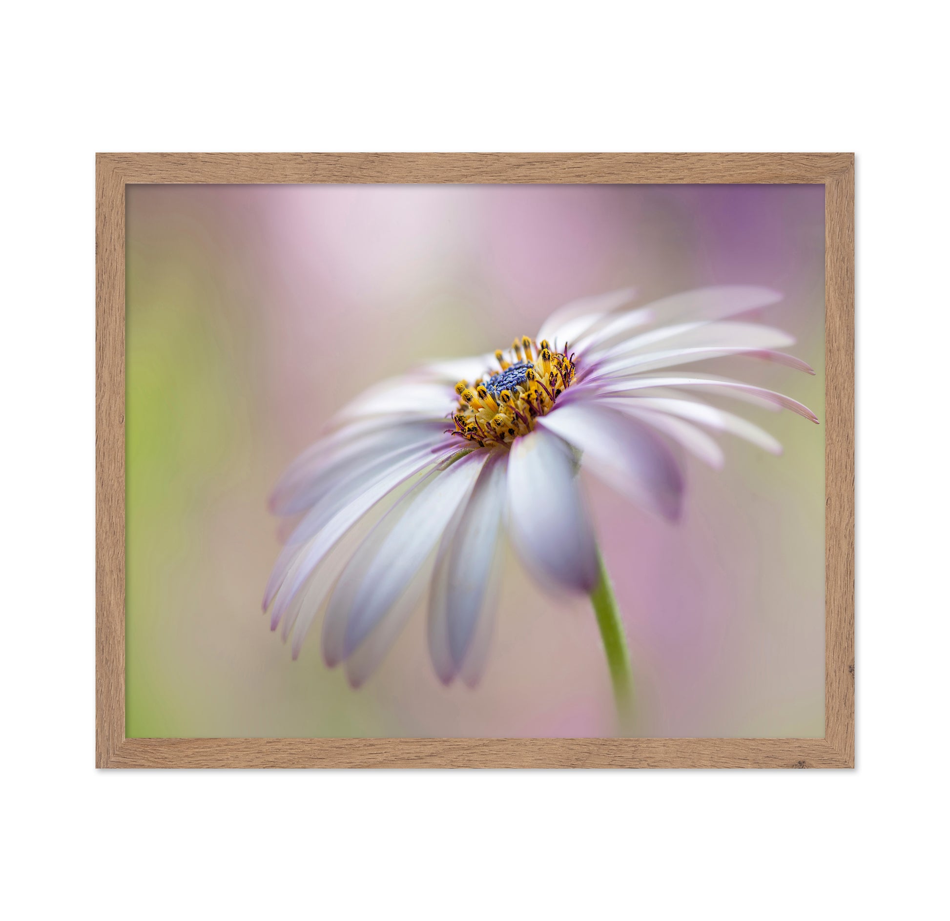 Cape Daisy
