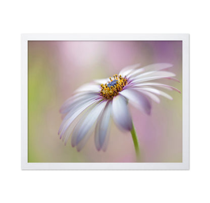 Cape Daisy
