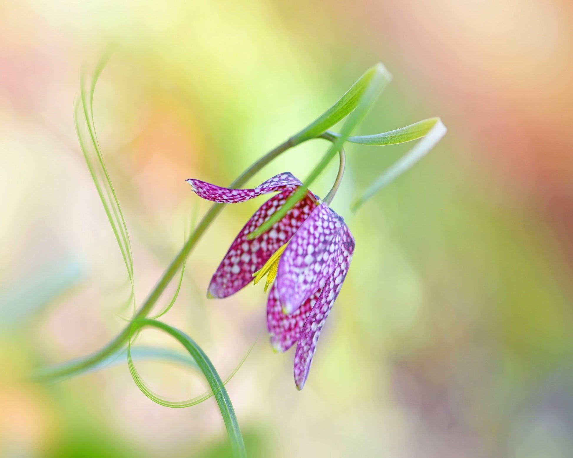 Snake's Head Fritillary