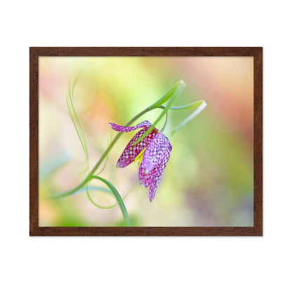 Snake's Head Fritillary