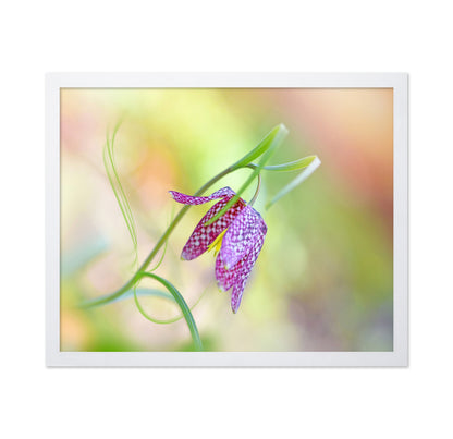 Snake's Head Fritillary