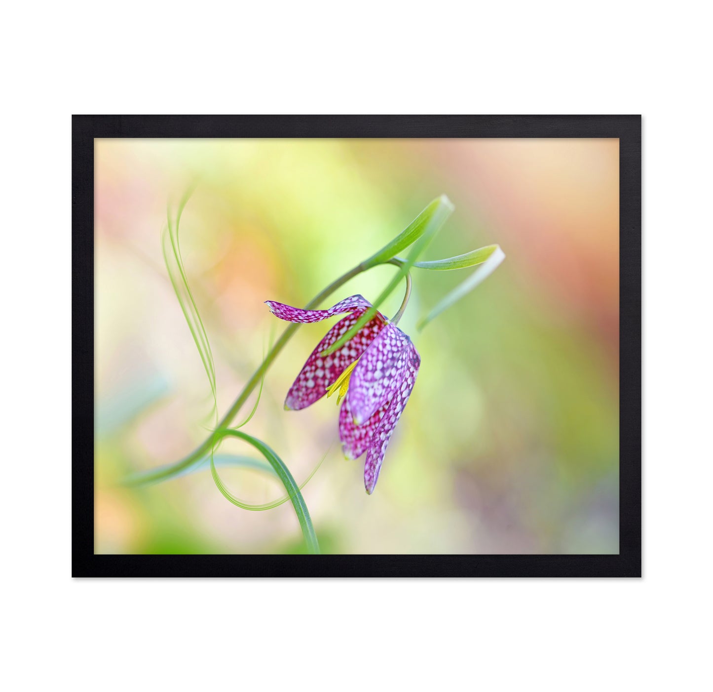 Snake's Head Fritillary
