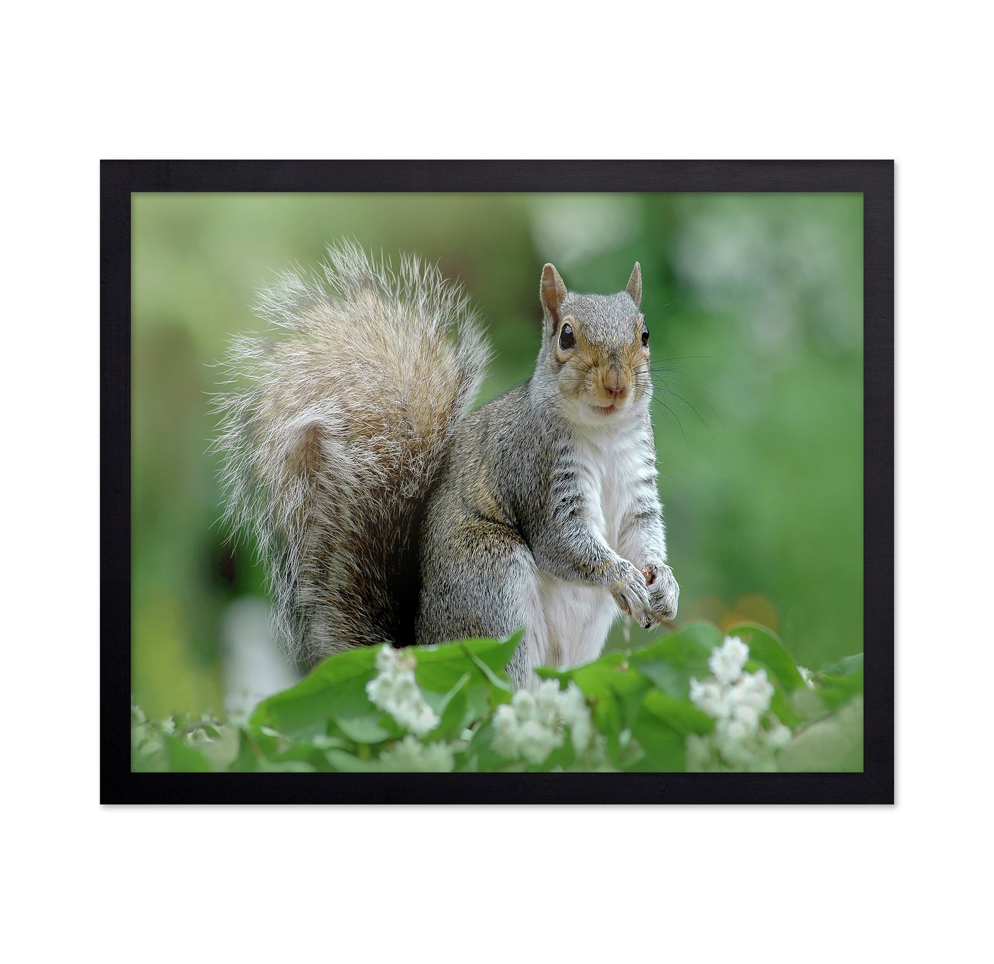 Eastern Grey Squirrel