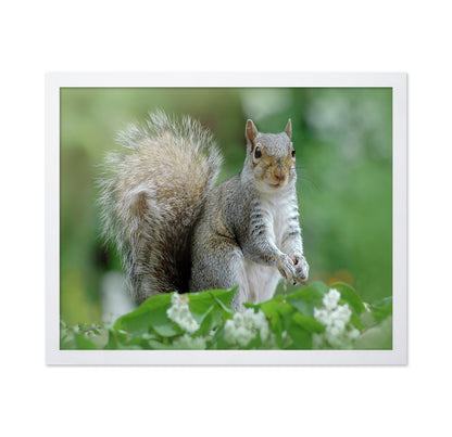 Eastern Grey Squirrel