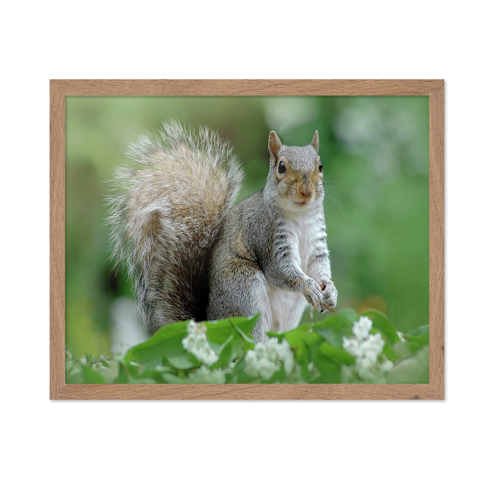 Eastern Grey Squirrel