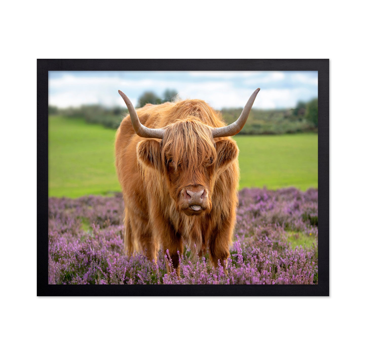 Highland