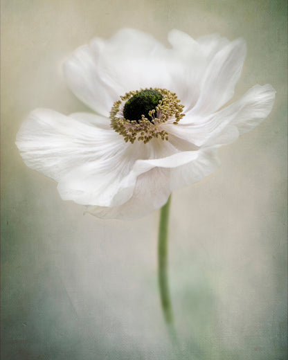 Single White