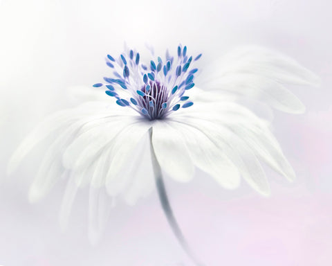 Anemone Blanda
