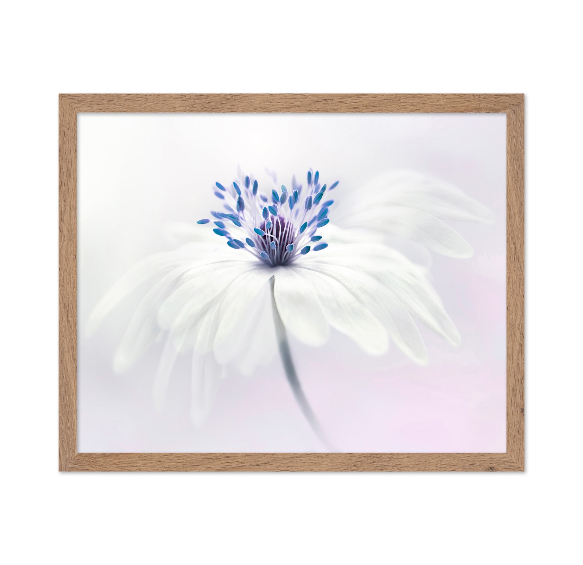 Anemone Blanda