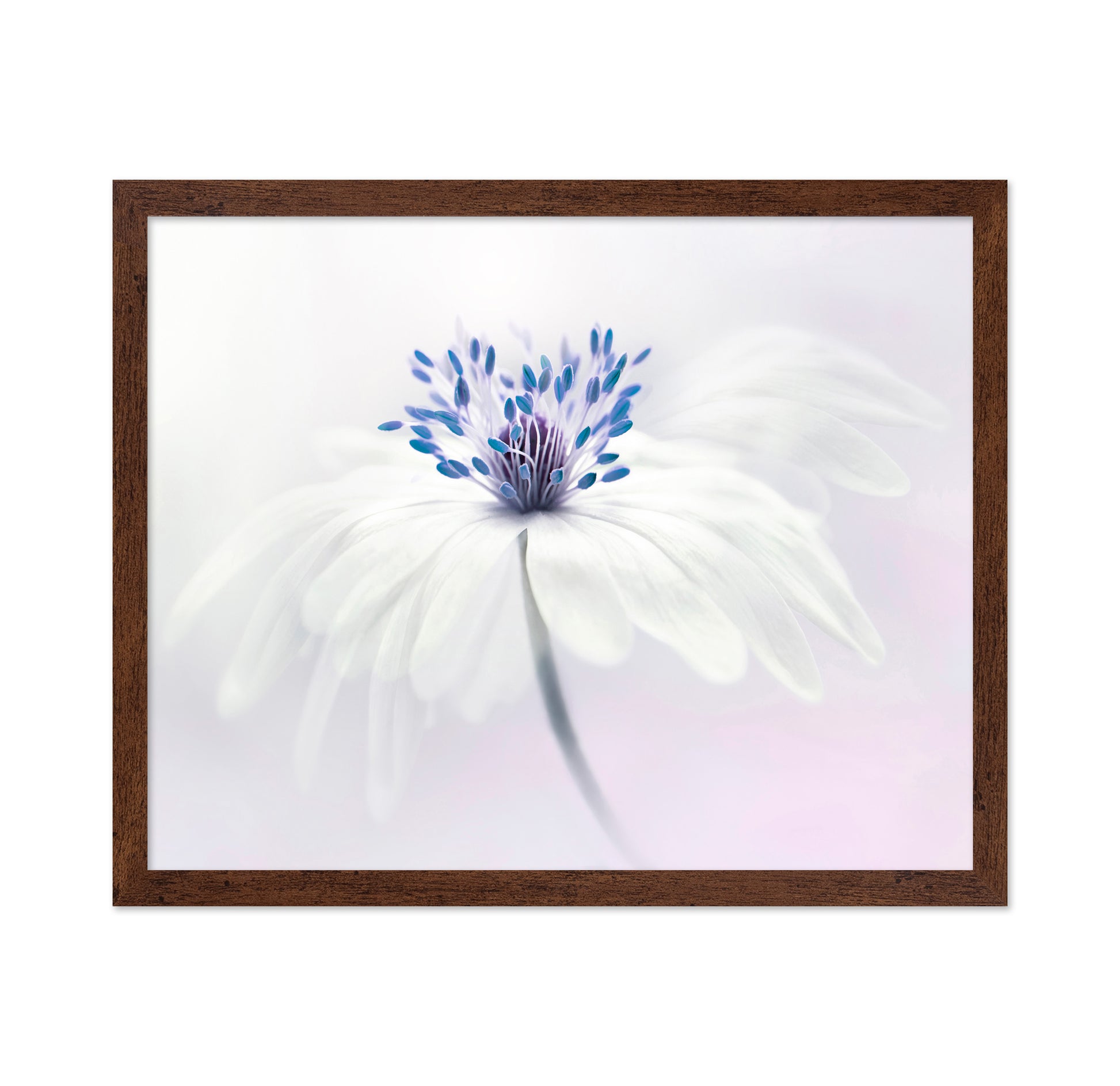 Anemone Blanda