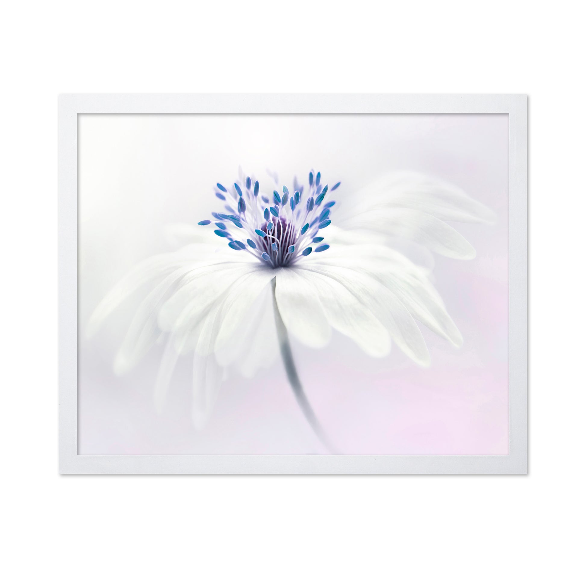 Anemone Blanda