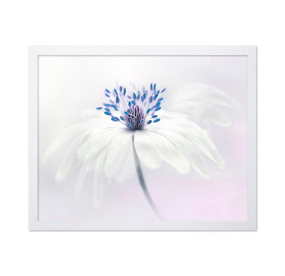 Anemone Blanda