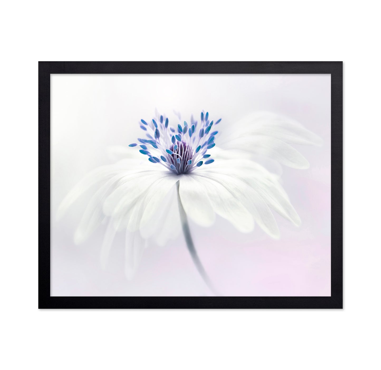 Anemone Blanda