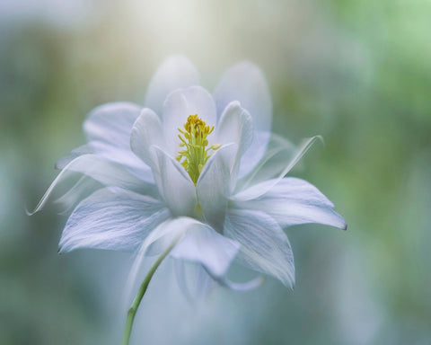 Porcelain Petals
