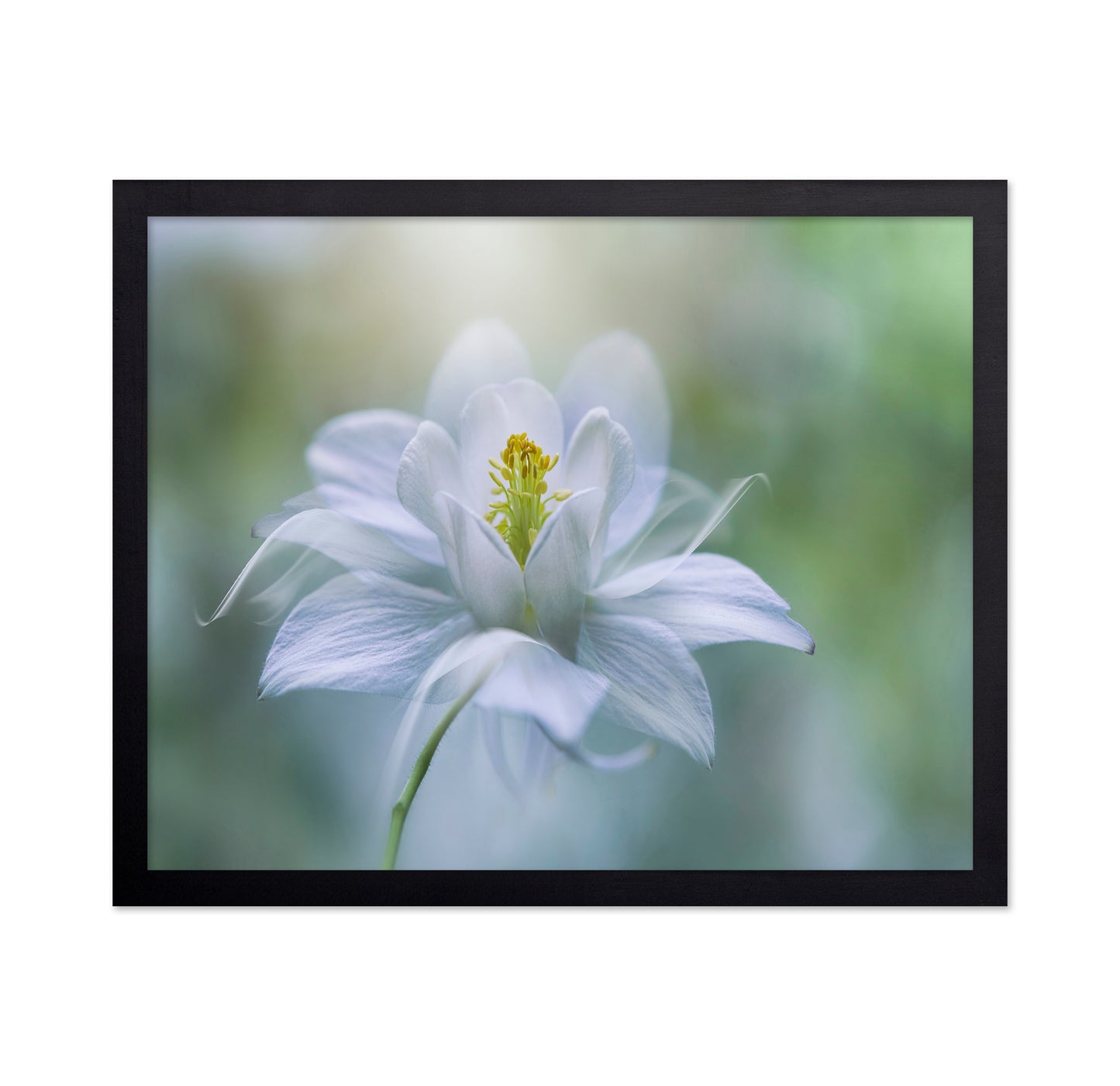 Porcelain Petals