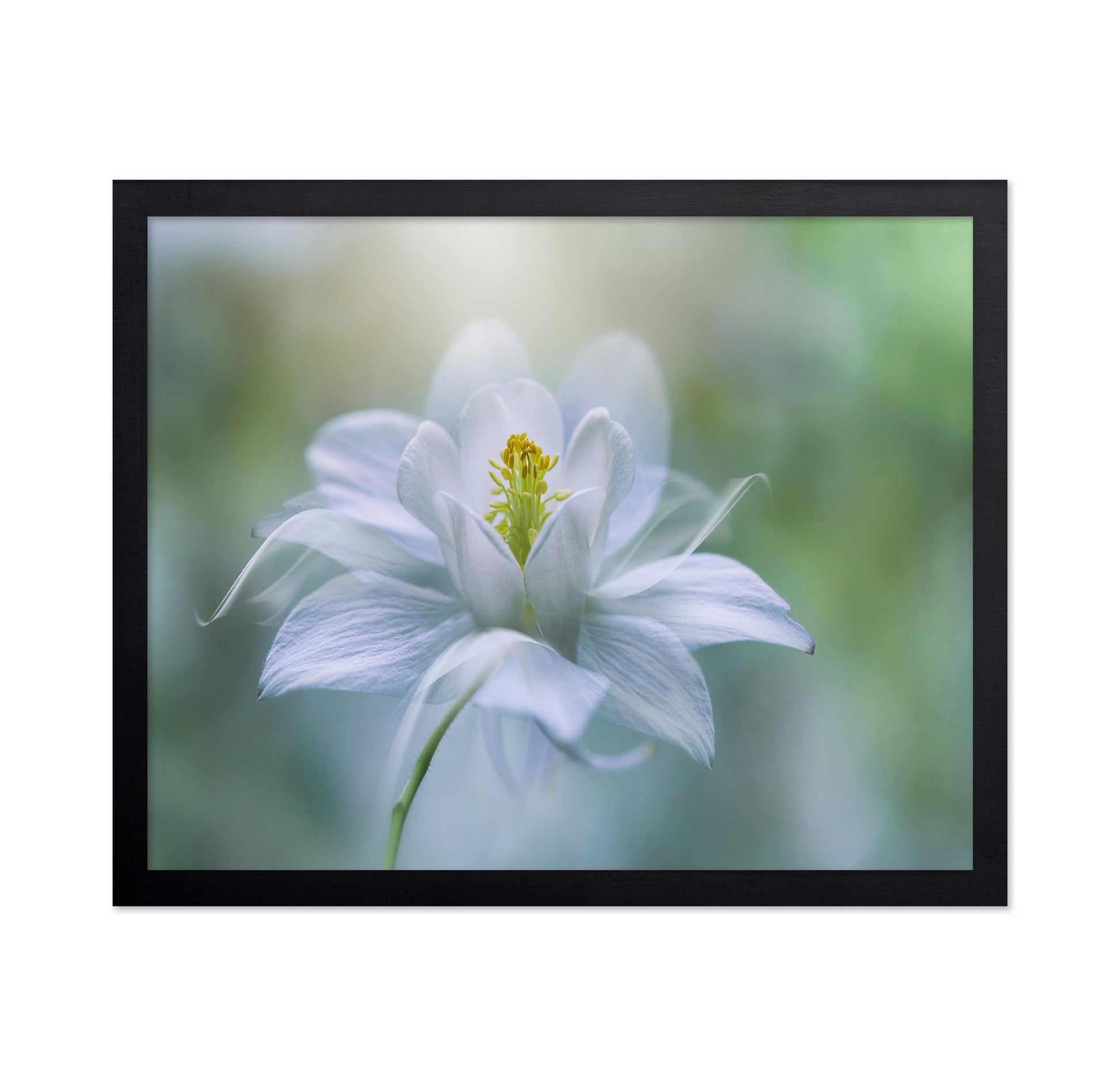 Porcelain Petals