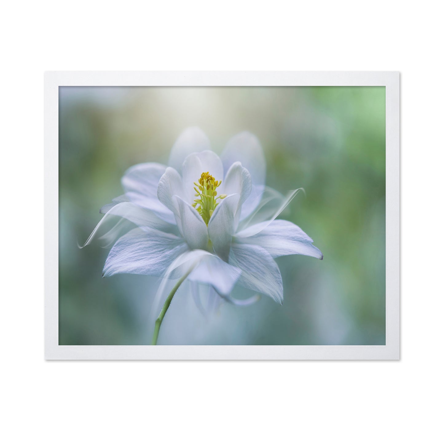 Porcelain Petals