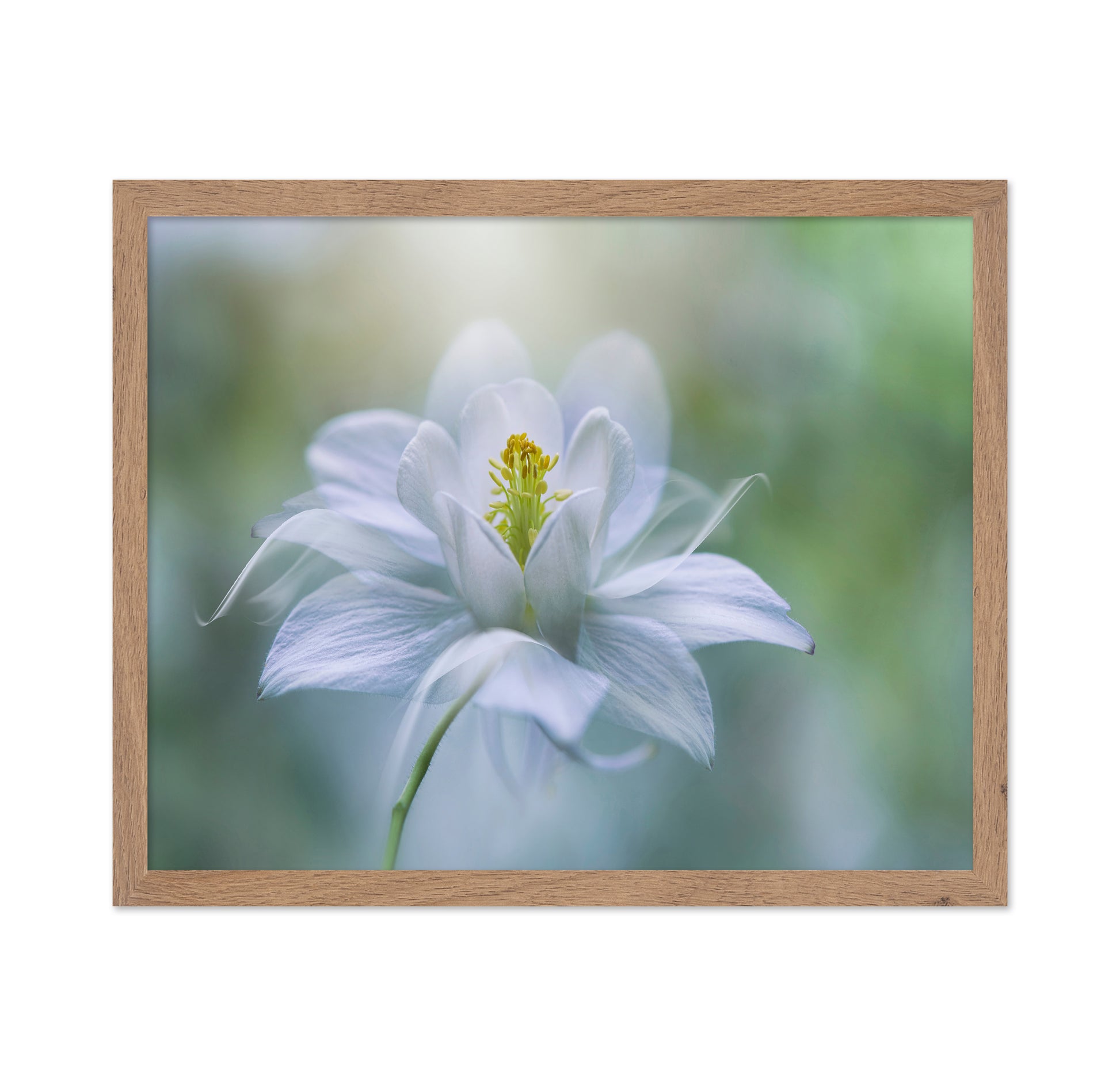 Porcelain Petals