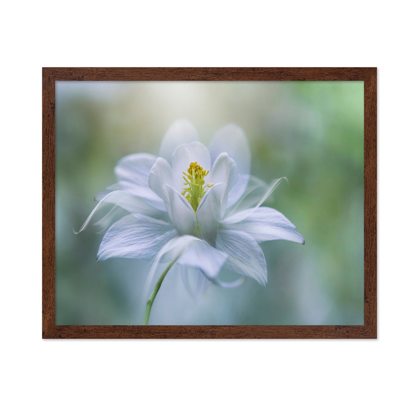 Porcelain Petals