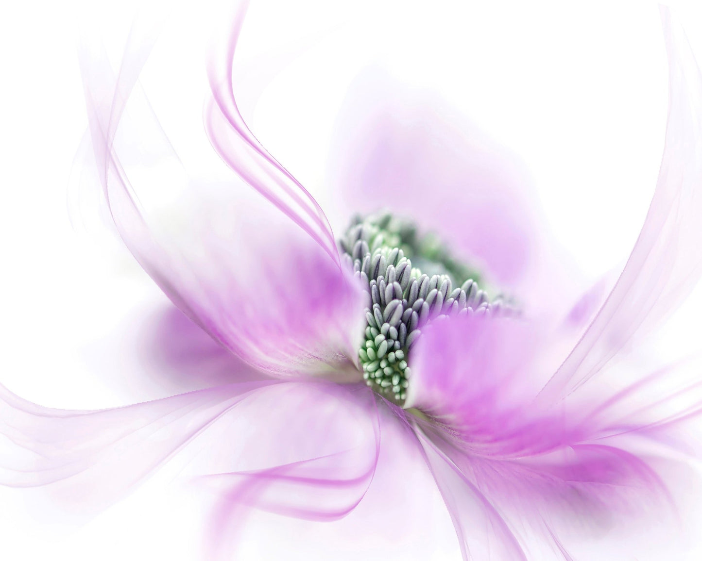 Purple Anemone