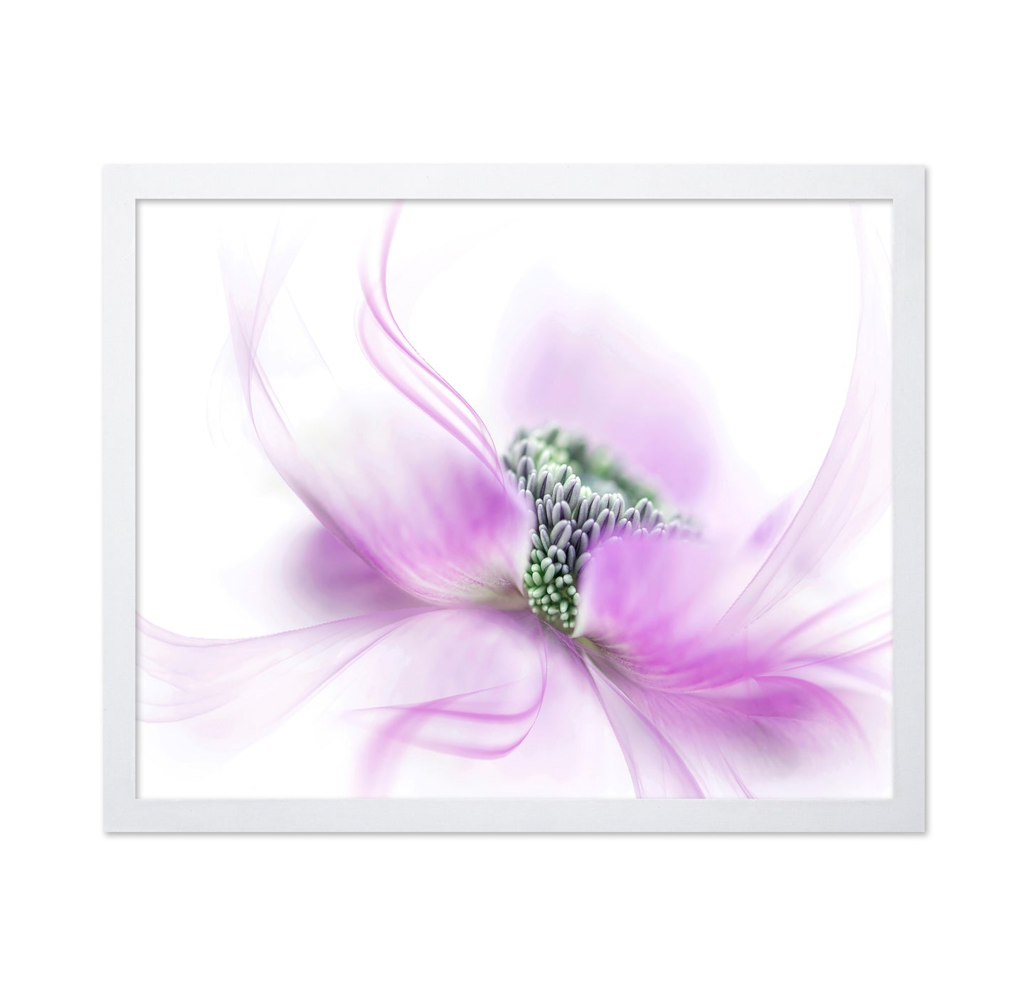 Purple Anemone